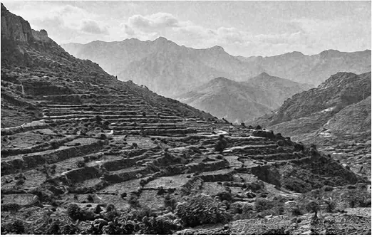 مساحات الزراعة
