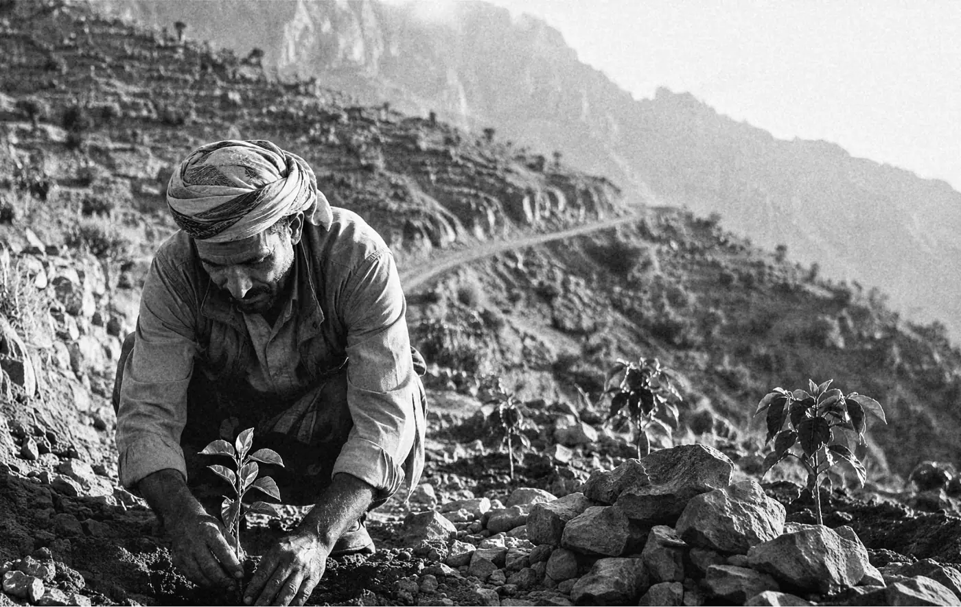 زراعة شتلات بن جديدة على المدرّجات